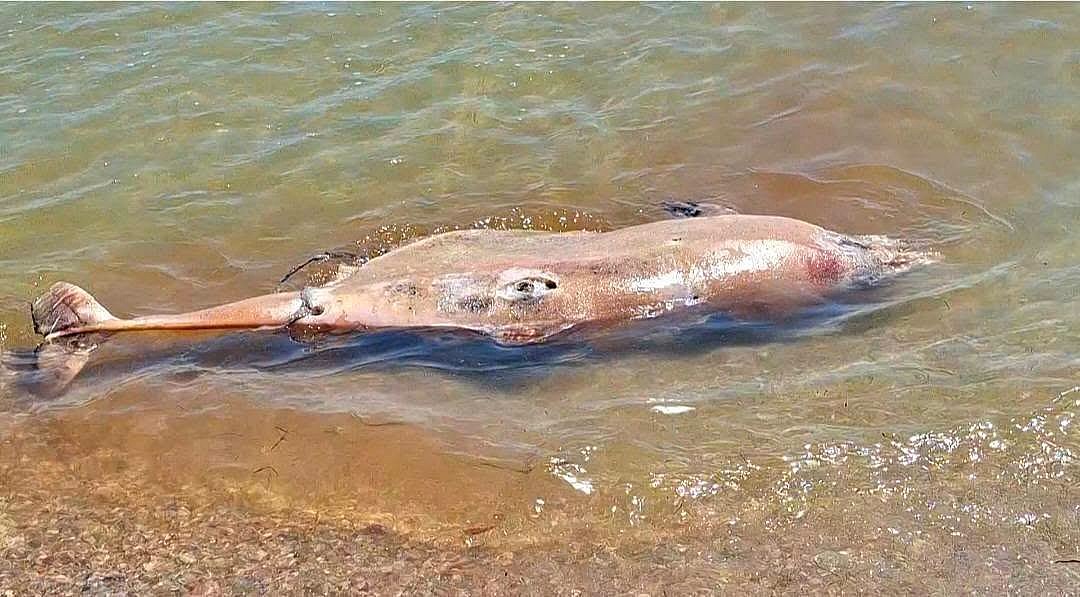 Катастрофа в Черном море: ученые заявили о гибели около 100 тысяч китообразных с начала войны