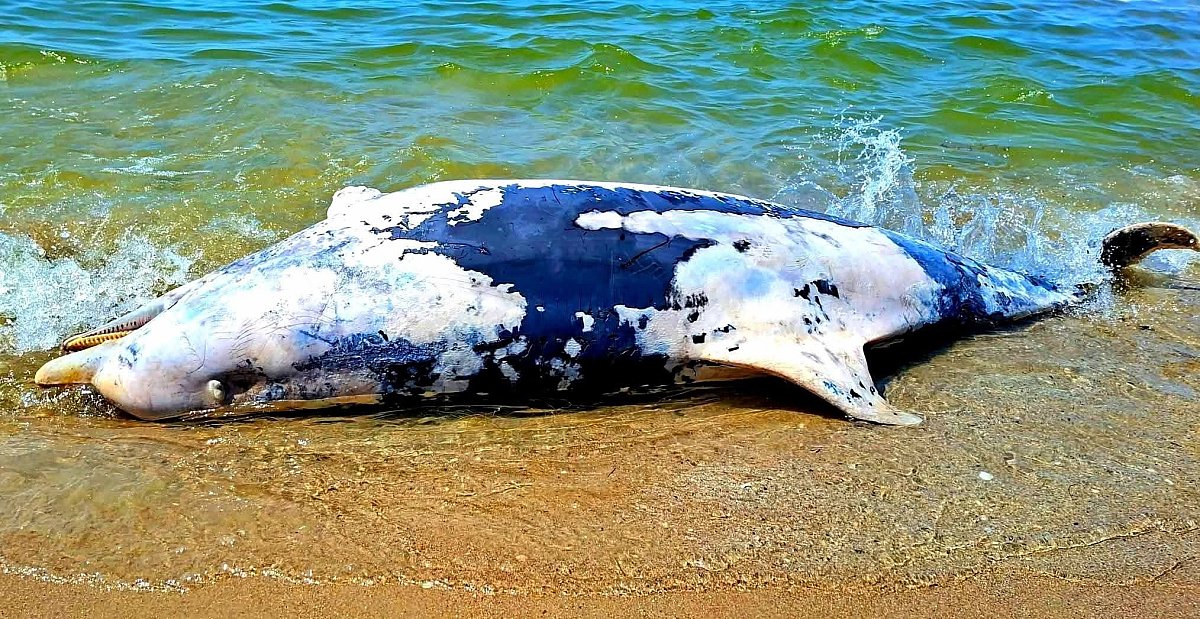 Катастрофа в Черном море: ученые заявили о гибели около 100 тысяч китообразных с начала войны