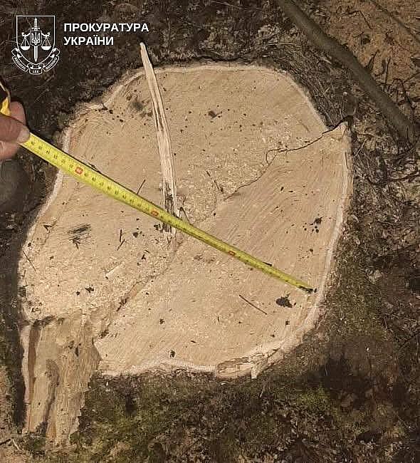 В Николаевской области семерых жителей подозревают в вырубке леса на 2,7 миллиона гривен
