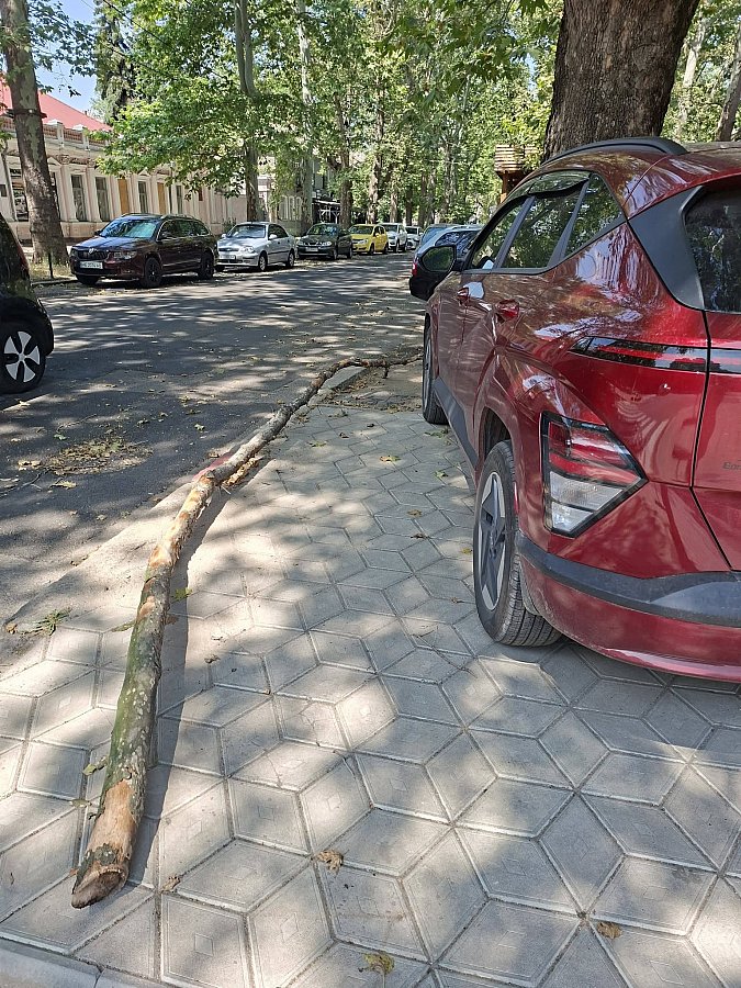 В центре Николаева сухие ветки деревьев падают едва ли не на головы горожан