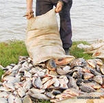 На Николаевщине у браконьеров изъяли более 130 кг рыбы