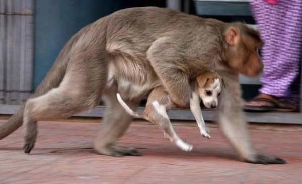 Забавная обезьяна "усыновила" бродячего щенка
