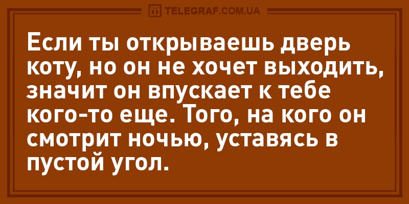 Свежие анекдоты о языке домохозяек и способностях котов