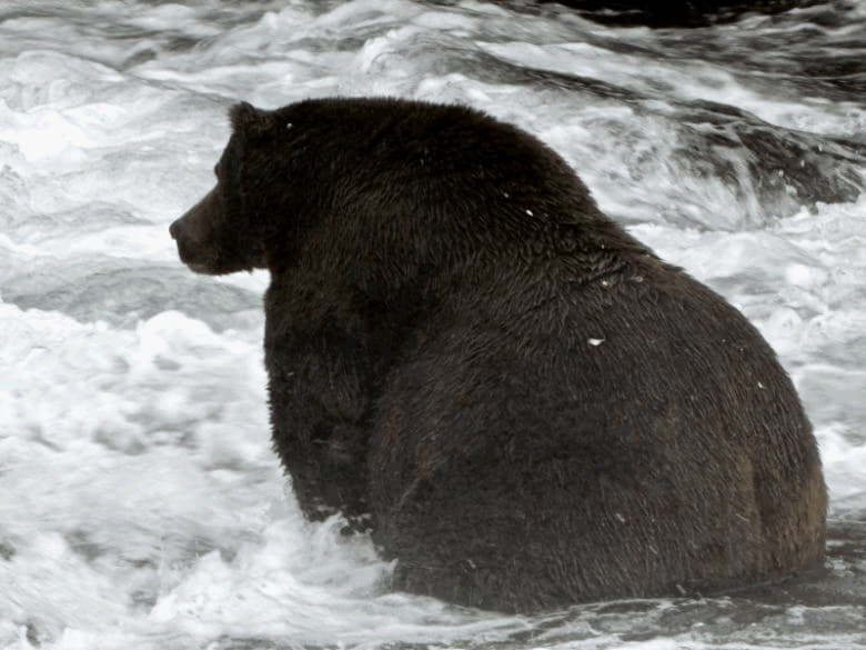 На Аляске нашли самого «упитанного» медведя