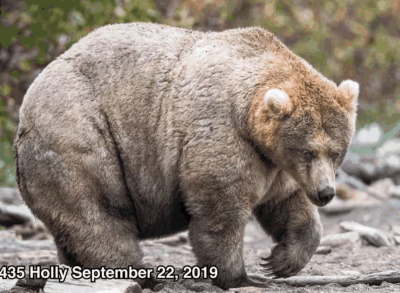 На Аляске нашли самого «упитанного» медведя