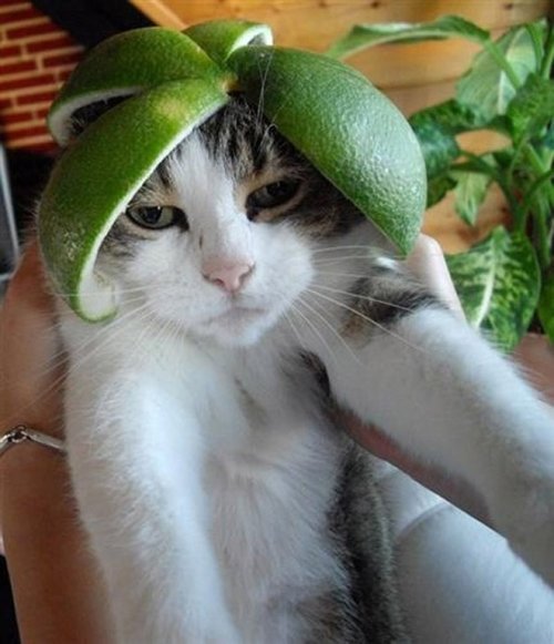 Забавные фотки котов, примеривших «шапки»