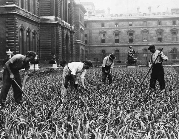 Подсобное хозяйство в саду Лувра, Париж, 1943 г. ФОТО