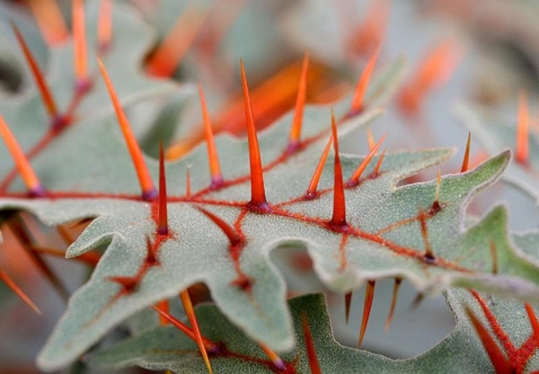 Самые жуткие растения в мире, которые растут, возможно, у вашего дома