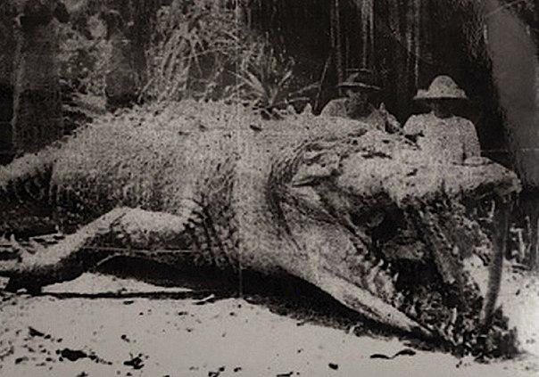 Гигантский крокодил-людоед, застреленный  в Австралии. 1957 год. ФОТО