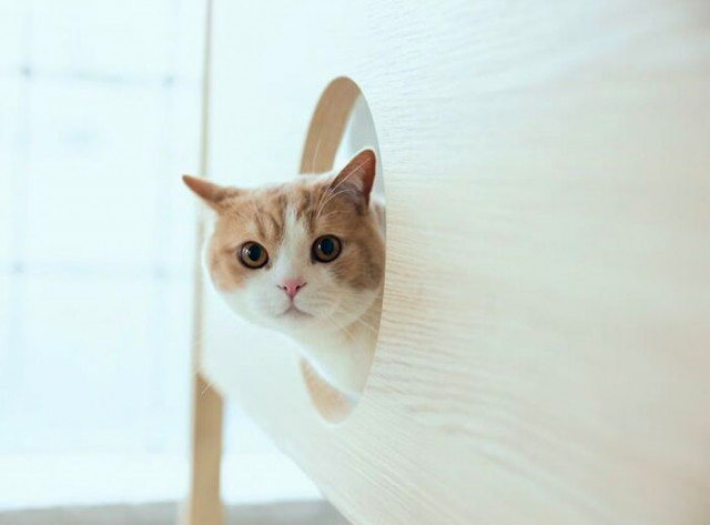 Японская компания объединила кровать с кошачьей башней  (ФОТО)