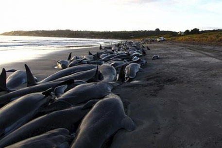 В Новой Зеландии 74 дельфина выбросились на пляж