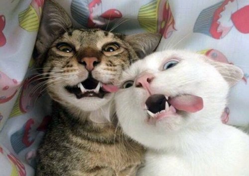Сногсшибательно смешные коты (ФОТО)