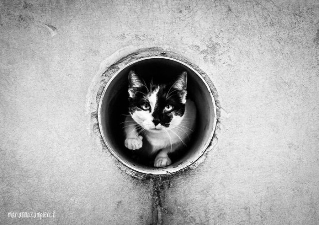 Серия фотографий, показывающая, где в Венеции можно встретить кошек 