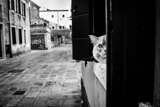 Серия фотографий, показывающая, где в Венеции можно встретить кошек 