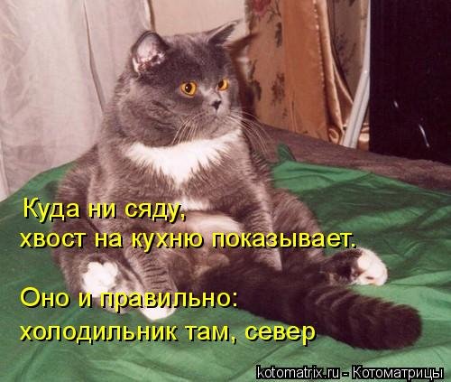 Свежая порция смешных котомемов