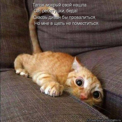 Свежая порция смешных котомемов