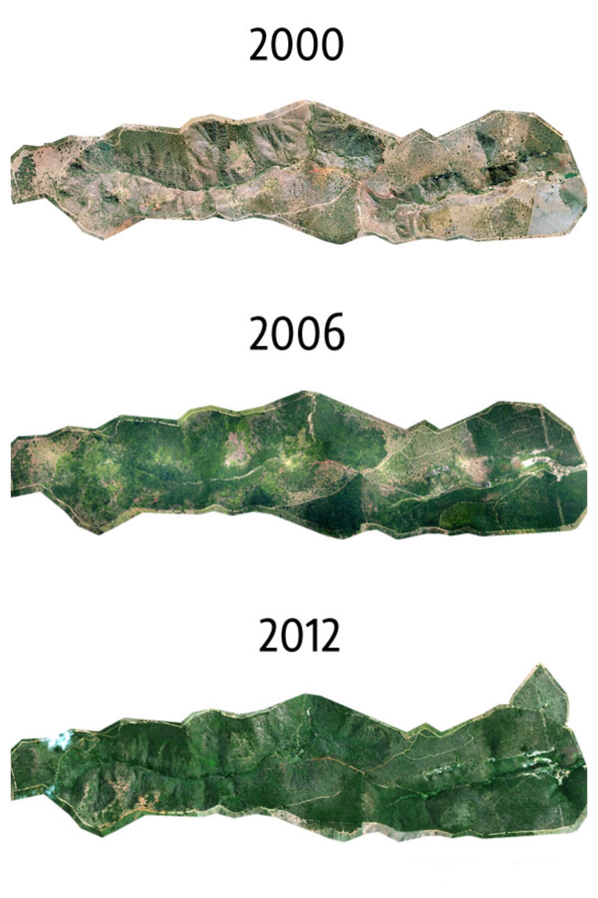 В сети показали, как выглядят деревья, посаженные бразильцем за 20 лет 