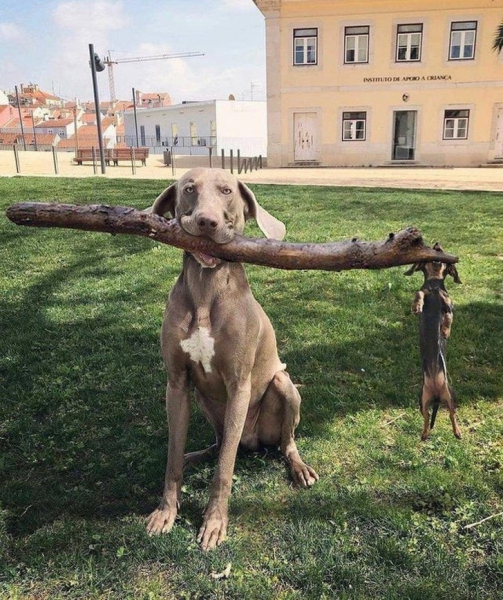 20 фотографий, которые были бы совершенно обычными, если бы не их маленькая драматичность