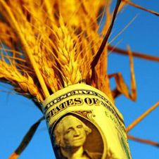 На мировом рынке резко подешевела пшеница  