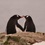 Полярники показали фото \"влюбленных\" пингвинов (ВИДЕО)