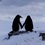 Полярники показали фото \"влюбленных\" пингвинов (ВИДЕО)
