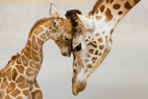 25 трогательных фото животных со своими детьми. Мама - она и в Африке мама!