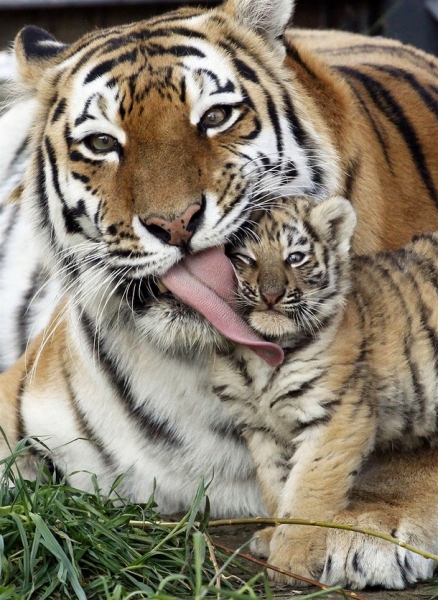 25 трогательных фото животных со своими детьми. Мама - она и в Африке мама!