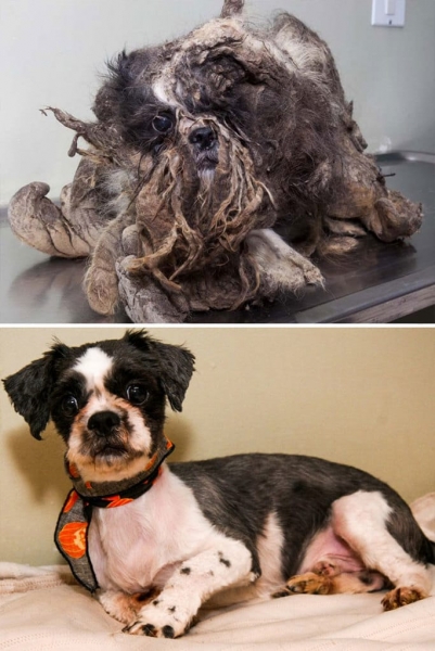 15 невероятных фотографий собак до и после спасения