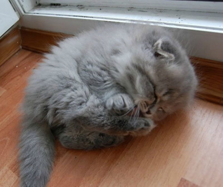 Опубликованы фото пушистых  котиков и кошечек, в которых невозможно не влюбиться