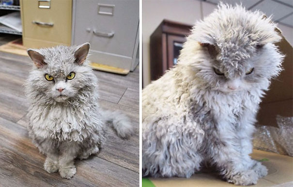 Опубликованы фото пушистых  котиков и кошечек, в которых невозможно не влюбиться