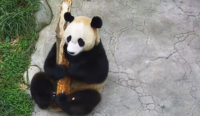 panda