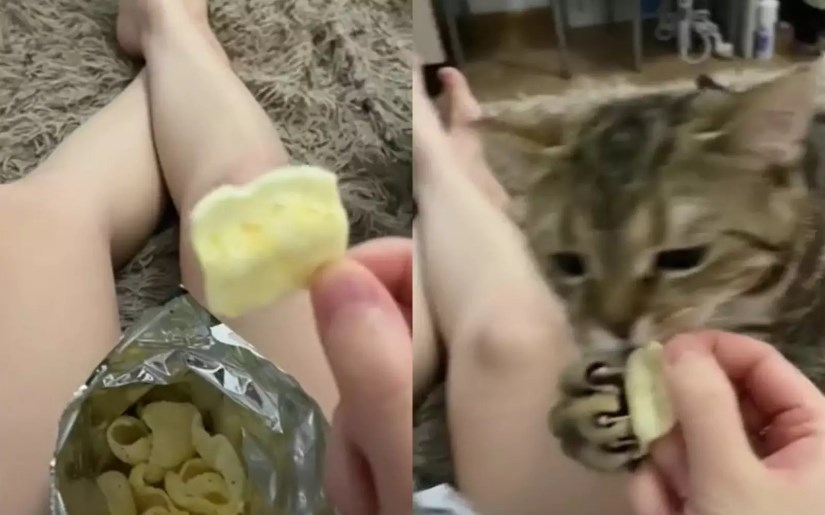 Кот позаботился о хозяйке, отобрав у нее чипсы (ФОТО, ВИДЕО)
