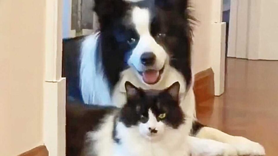 Сеть покорили собака и кот, которые выглядят словно близнецы (ВИДЕО)