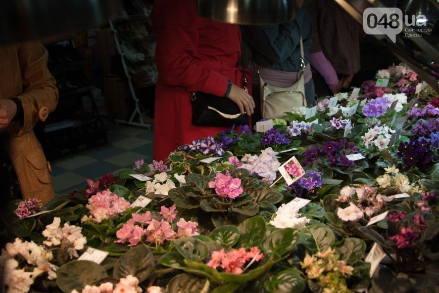 В Одессе вместе собрались растения-хищники и фиалки (ФОТО)