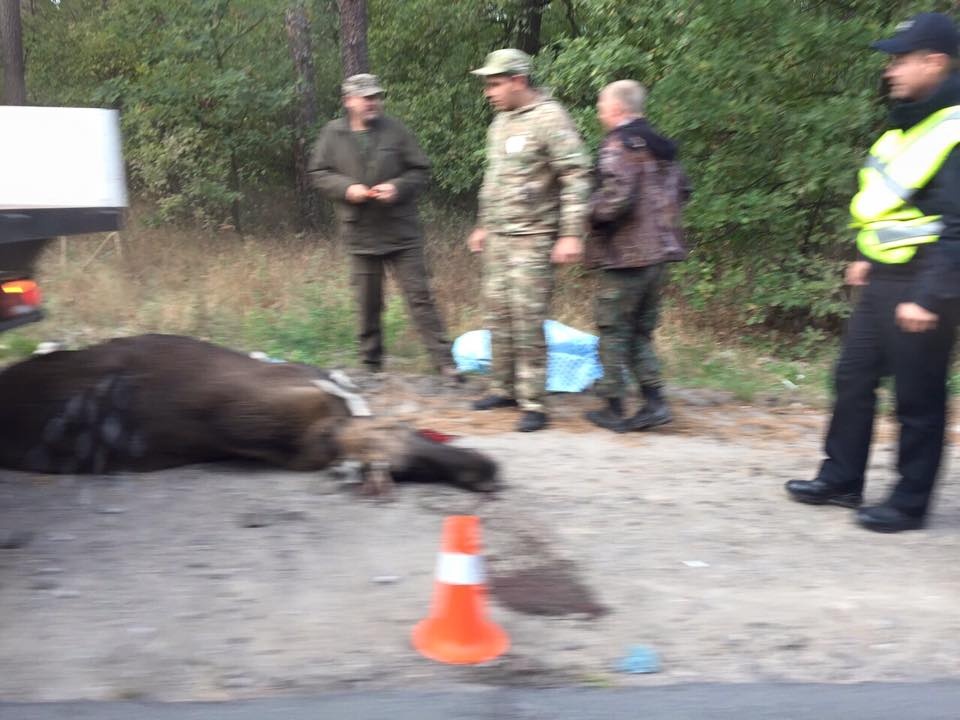 Под Киевом из-за лося на трассе разбилось две машины. ВИДЕО