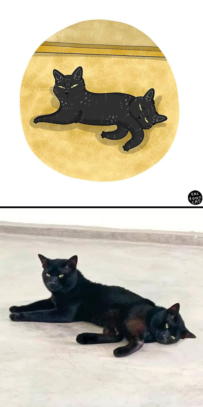 Парень превращает кошачьи фотомемы в иллюстрации (ФОТО) 