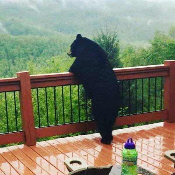 В сети поделились фотографиями забавных медведей (фото)