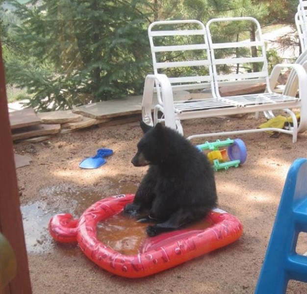 В сети поделились фотографиями забавных медведей (фото)