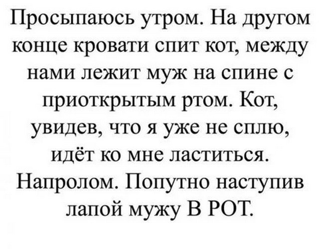 Мохнатые шкодники, которые даже под давлением улик вину признавать не спешат