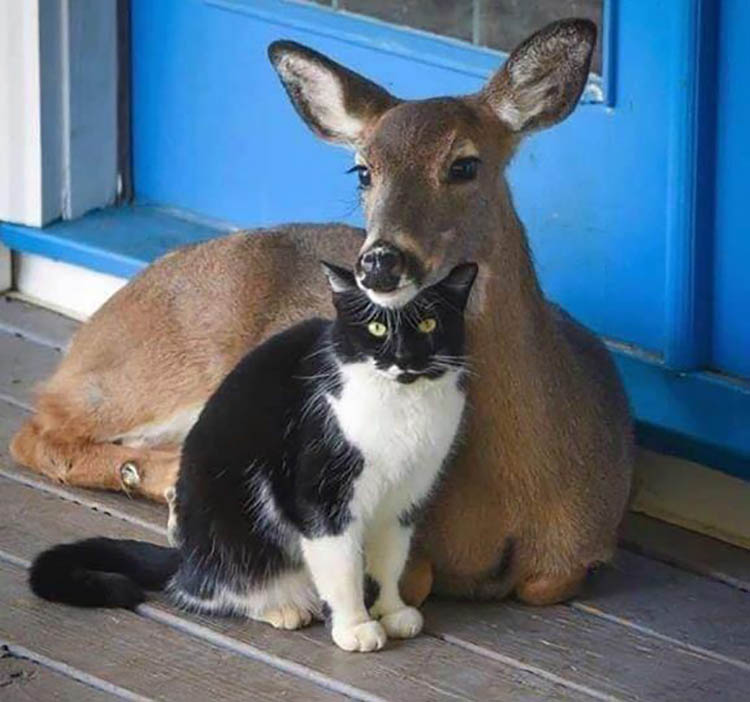 Снимки дружбы животных, которые способны растопить сердце любого