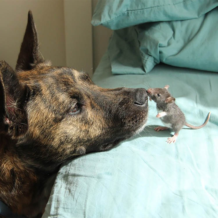Снимки дружбы животных, которые способны растопить сердце любого