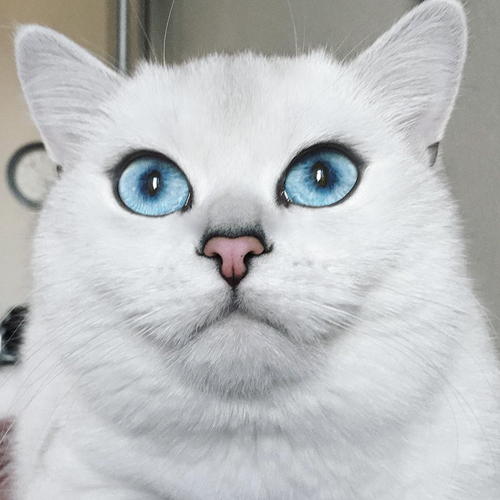 Кот с самыми красивыми в мире глазами взорвал сеть. ФОТО 