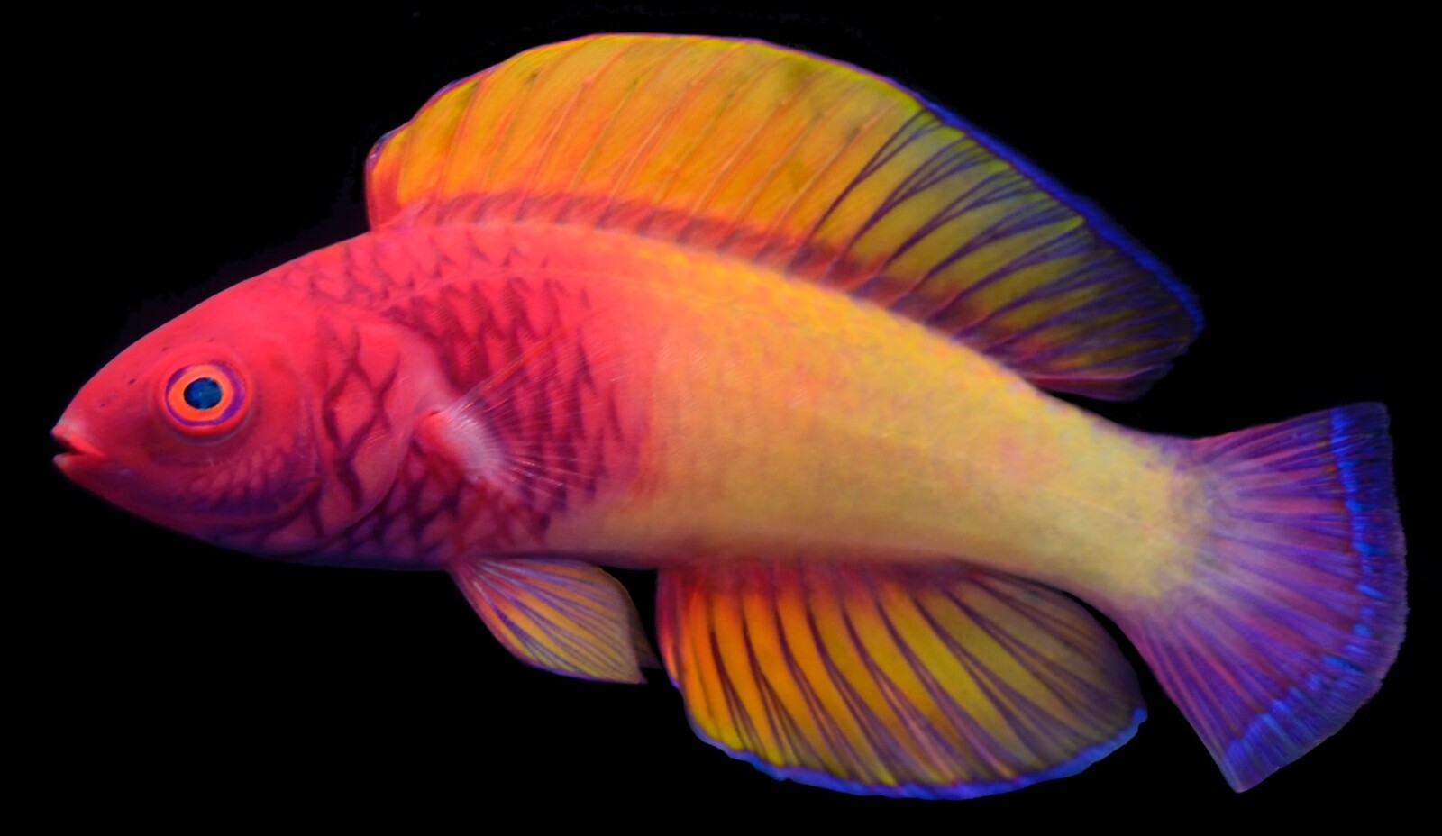 Учёные открыли новый вид \"психоделических\" рыб с радужной чешуёй