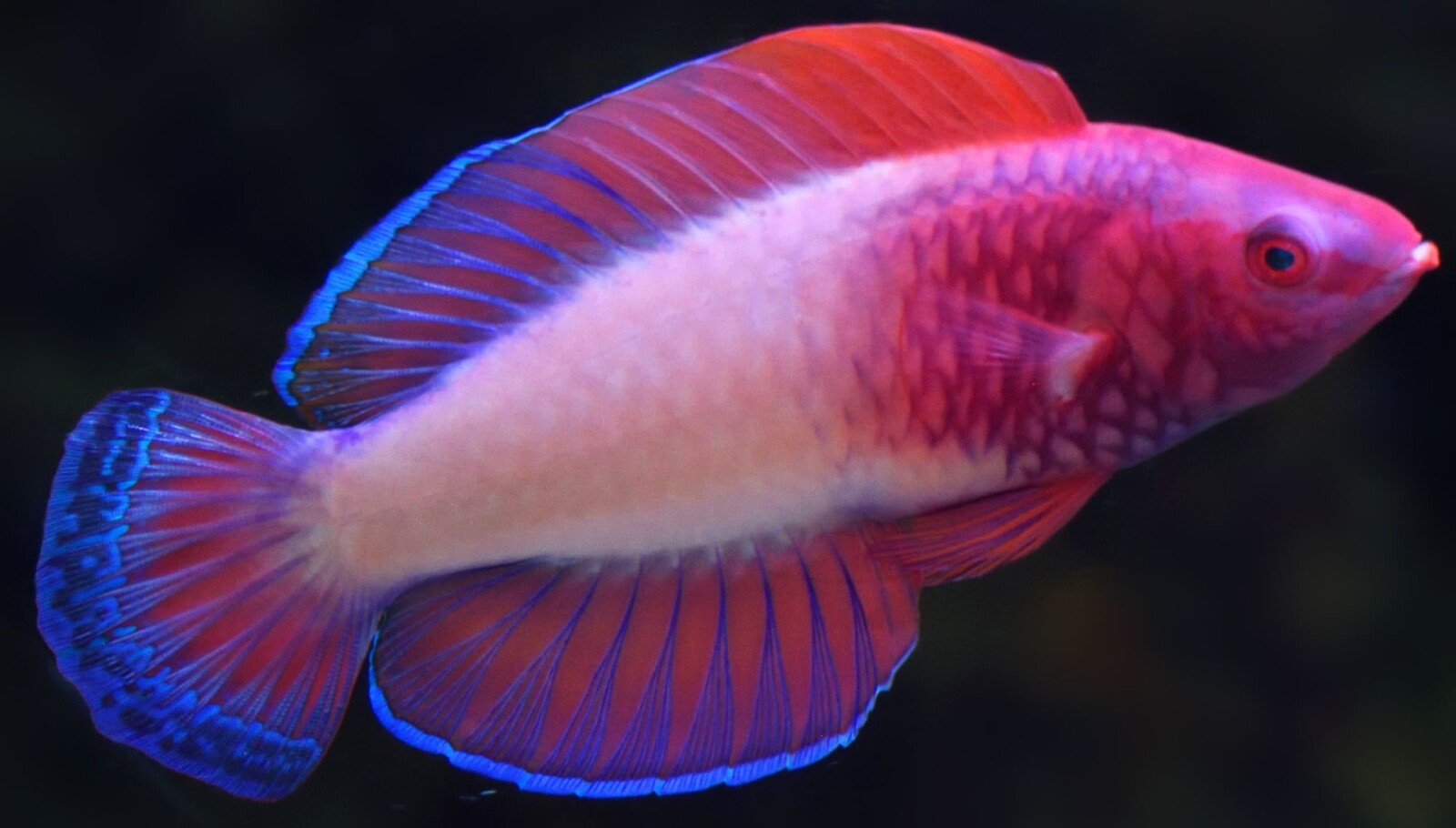 Учёные открыли новый вид \"психоделических\" рыб с радужной чешуёй
