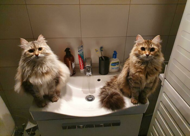 Почему два котика всегда лучше, чем один 
