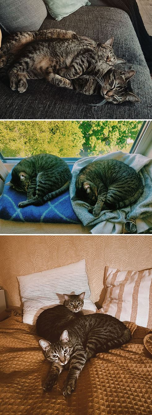 Почему два котика всегда лучше, чем один (21 фото)