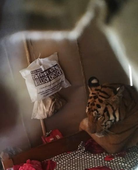 В Индии тигр с перепугу «вломился» в дом и уснул прямо на кровати