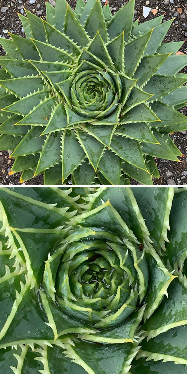 Фотографии растений для любителей симметрии и заядлых перфекционистов