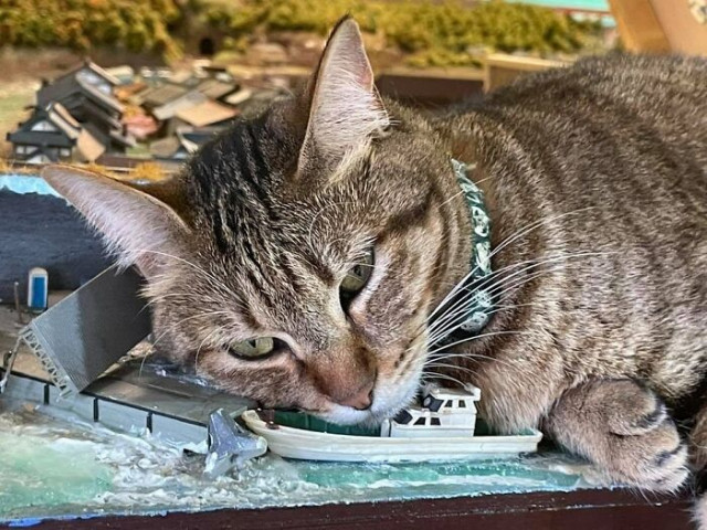 Бродячие кошки спасли ресторан от закрытия во время пандемии