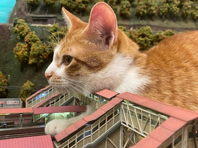 Бродячие кошки спасли ресторан от закрытия во время пандемии